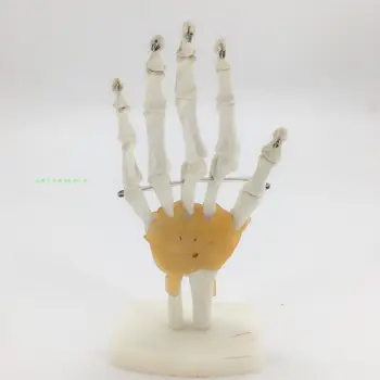 Модель скелета сустава кисти, модель скелета локтевой и большеберцовой костей ладони со связками